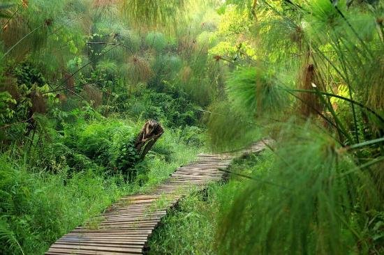 Bigodi Wetland Sanctuary Nature Walk Uganda