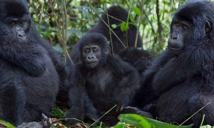 Best Gorilla Families for Habituation 4 Tracking Bikingi Gorilla Group is one of the most sought-after experiences for travelers visiting Uganda’s Bwindi Impenetrable National Park. The Bikingi gorilla family is a semi-habituated group renowned for its dynamic social interactions, charismatic silverback, and close-knit family structure. Understanding the intricacies of Tracking Bikingi Gorilla Group offers visitors a rare opportunity to observe the behavior, communication, and family dynamics of mountain gorillas in their natural rainforest environment.