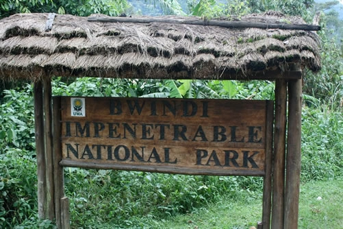 Bwindi Forest National Park Uganda Gorilla Trekking Destination