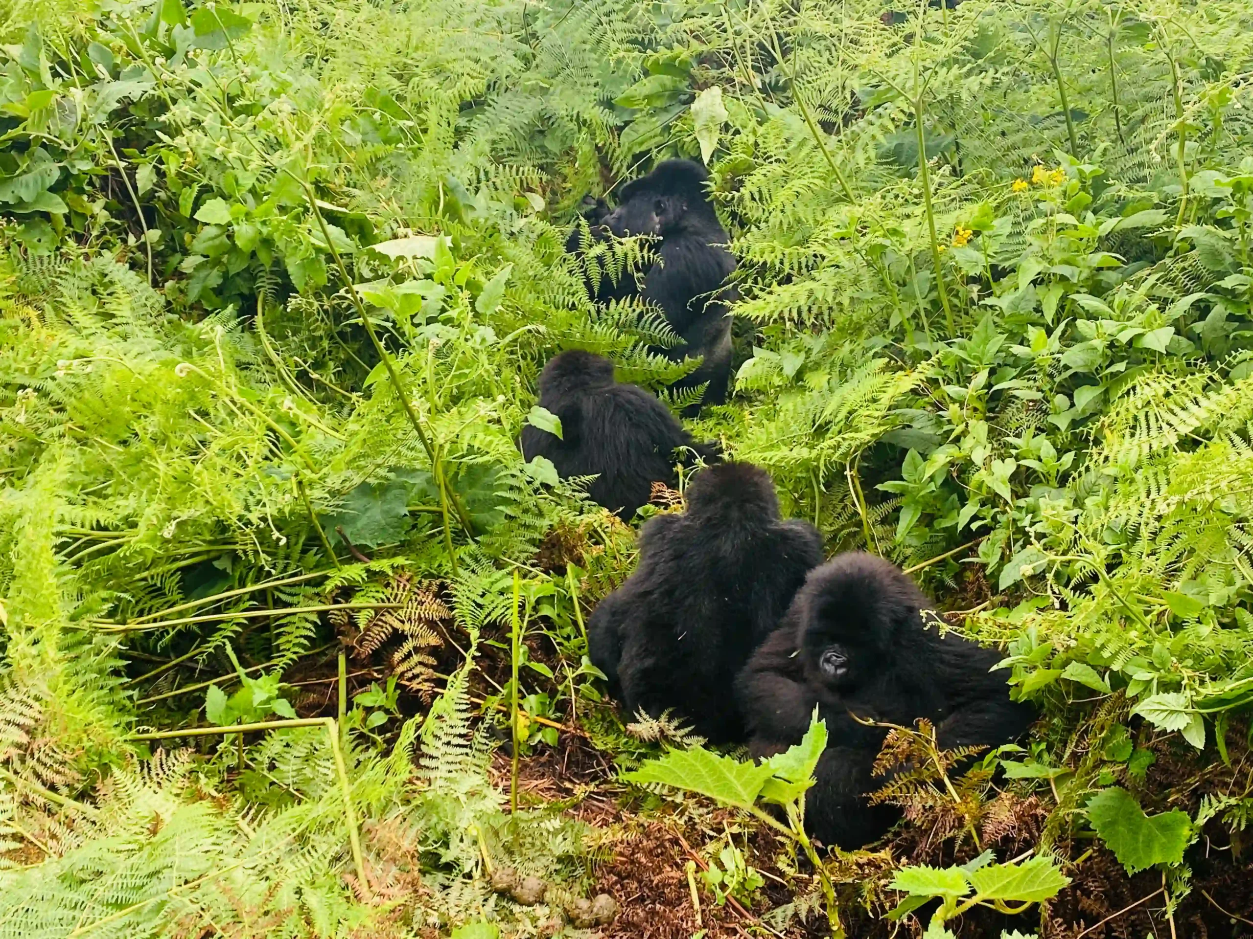 Uganda Gorilla Permit Cost 2027 8 The question of How Difficult is Gorilla Habituation Uganda is essential. Gorilla habituation allows visitors to spend extended hours with semi-habituated gorilla families, observing natural behaviors in the dense rainforests of Bwindi Impenetrable National Park and Mgahinga Gorilla National Park. Unlike standard gorilla trekking, which lasts about one hour, habituation experiences can last up to four hours, providing a unique window into gorilla social dynamics, feeding habits, and communication patterns.