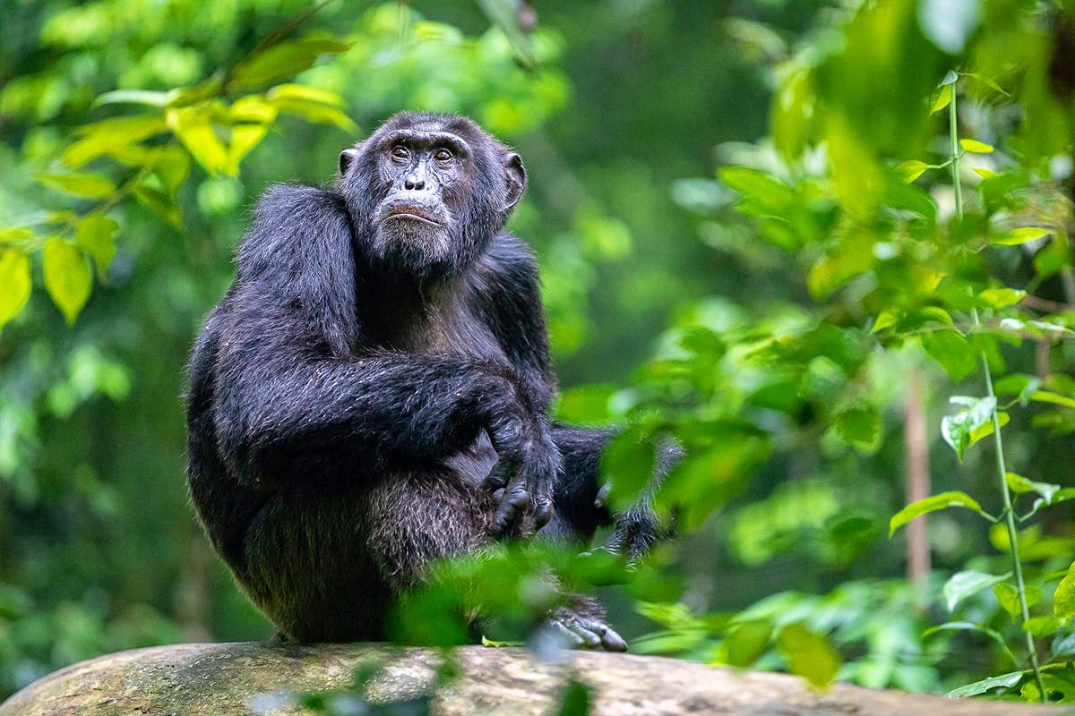 The 7 Days Uganda Primates Safari (Gorillas + Chimps) is one of the most immersive wildlife experiences in East Africa, designed for travelers who dream of encountering Africa's two most celebrated great apes in their natural habitats. This unforgettable safari combines mountain gorilla trekking in Bwindi Impenetrable National Park with chimpanzee tracking in Kibale National Park, while also introducing visitors to the spectacular scenery, rich biodiversity, vibrant cultures, and remarkable wildlife that have made Uganda famous as the "Pearl of Africa." Over seven carefully planned days, this itinerary takes you through ancient rainforests, rolling tea plantations, volcanic highlands, crater lakes, savannah landscapes, and picturesque rural communities, creating a journey filled with extraordinary wildlife encounters and unforgettable memories