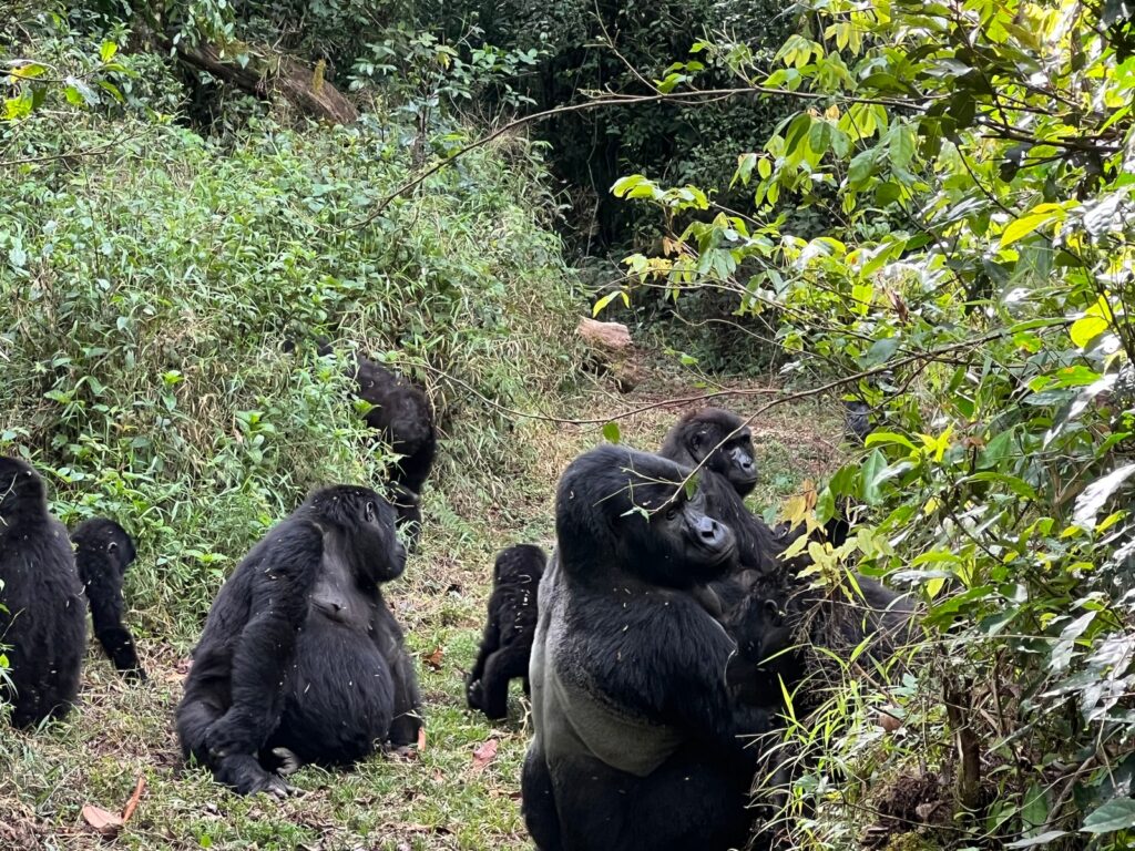 Fitness Preparation for Gorilla Habituation in Bwindi