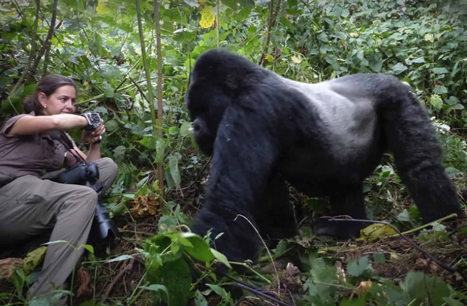 Filming Mountain Gorillas in Bwindi Impenetrable National Park