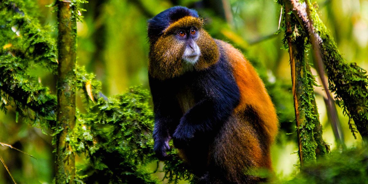 golden monkey trekking at mgahinga national park