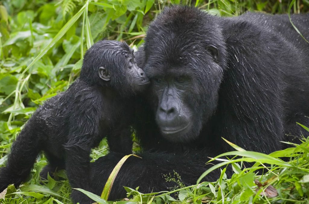 Gorilla Habituation Experience Uganda Quality 4 The 7 Days Uganda Safari with Gorilla Trekking is an extraordinary adventure designed for travelers who want to experience the very best of Uganda's wildlife, landscapes, culture, and conservation heritage in one unforgettable journey. This carefully crafted seven-day safari combines classic African wildlife viewing in Uganda's most famous national parks with the once-in-a-lifetime experience of encountering endangered mountain gorillas in their natural rainforest habitat. From vast savannah plains and wildlife-rich channels to ancient tropical forests and breathtaking mountain landscapes, this itinerary showcases why Uganda is known as the "Pearl of Africa."