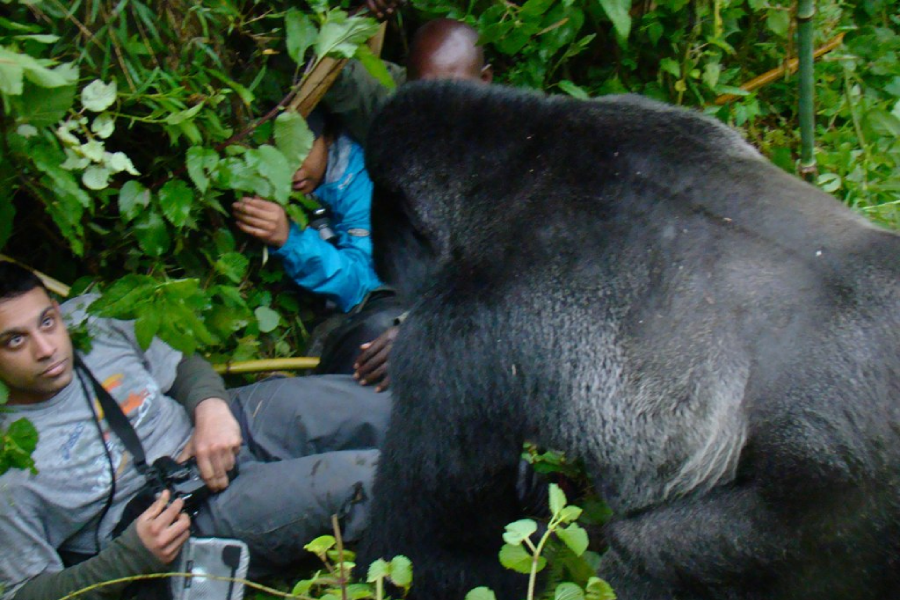 Gorilla Photography Tips Bwindi Forest 11 A gorilla habituation experience is one of the most extraordinary wildlife adventures available anywhere in the world. Unlike standard gorilla trekking, where visitors spend one hour observing a fully habituated gorilla family, the gorilla habituation experience allows guests to spend up to four unforgettable hours with a semi-habituated family while accompanying researchers, trackers, and Uganda Wildlife Authority rangers. Because this activity involves longer hiking hours, more challenging terrain, and extended time in the rainforest, understanding the importance of Porters in Gorilla Habituation Experience becomes an essential part of planning your safari.