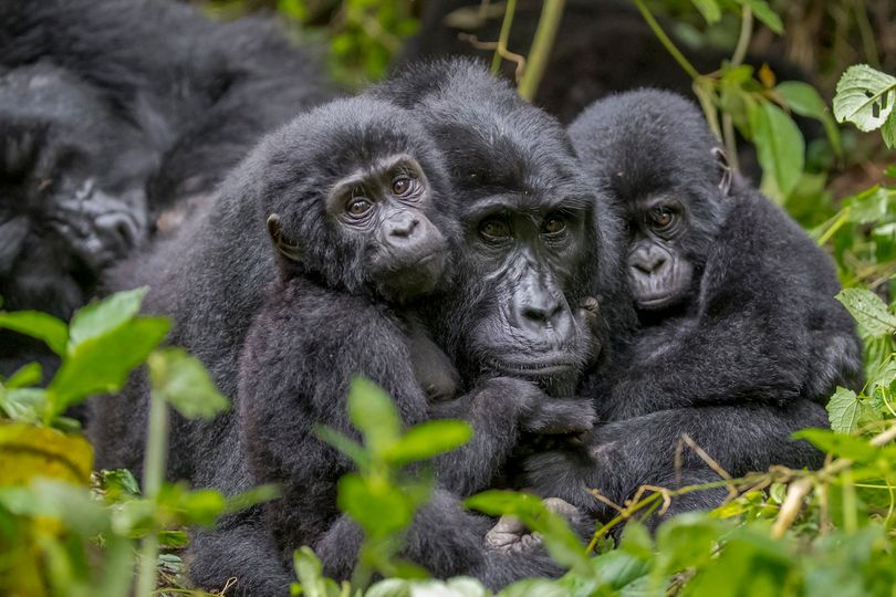 Gorilla Family Structure Explained 7 Gorilla Families in Rushaga Sector represent some of the most fascinating mountain gorilla communities found in Uganda’s Bwindi Impenetrable National Park. Located in the southern part of Bwindi, the Rushaga sector is one of the most important gorilla trekking and gorilla habituation destinations in the world,