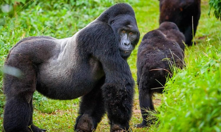 Mountain Gorilla Trekking Experience in Uganda