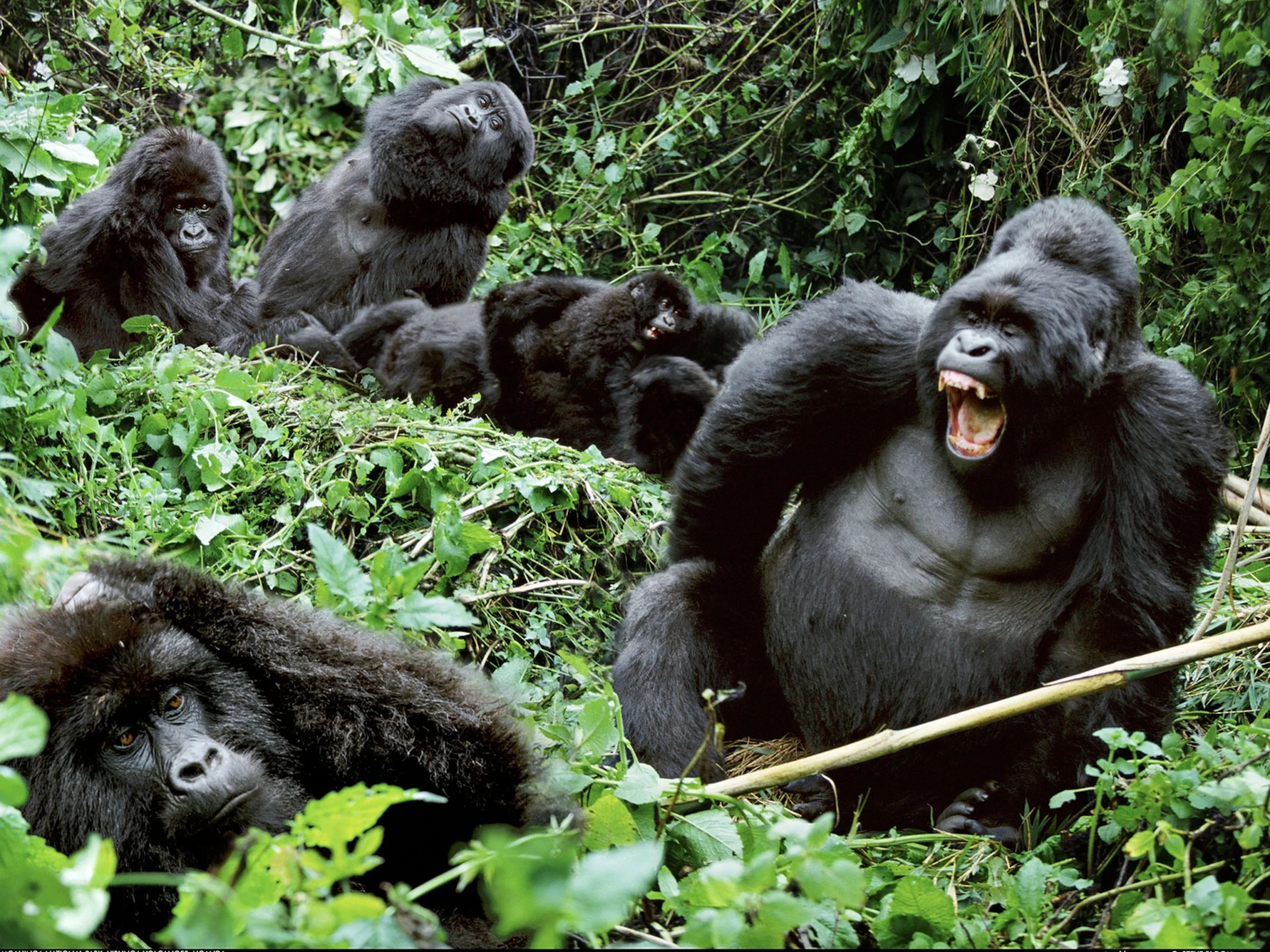 The Gorilla Habituation Rainy Season Guide provides travelers with detailed information about experiencing Uganda’s mountain gorilla habituation adventure during the wetter months of the year. While many visitors traditionally prefer dry seasons for wildlife experiences, the rainy season offers its own unique advantages, including fewer crowds, lush rainforest scenery, and a more intimate connection with the natural environment of Bwindi Impenetrable National Park.