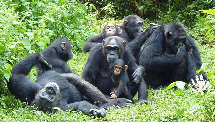 kibale chimps