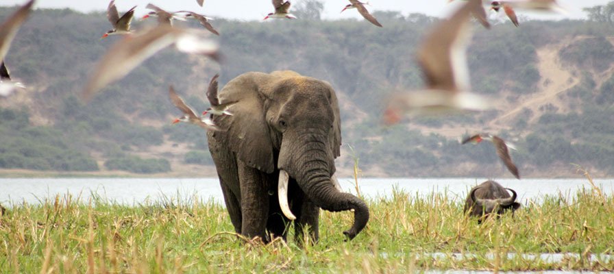 12 Days Rwanda Uganda Kenya Safari Extension 4 lake mburo