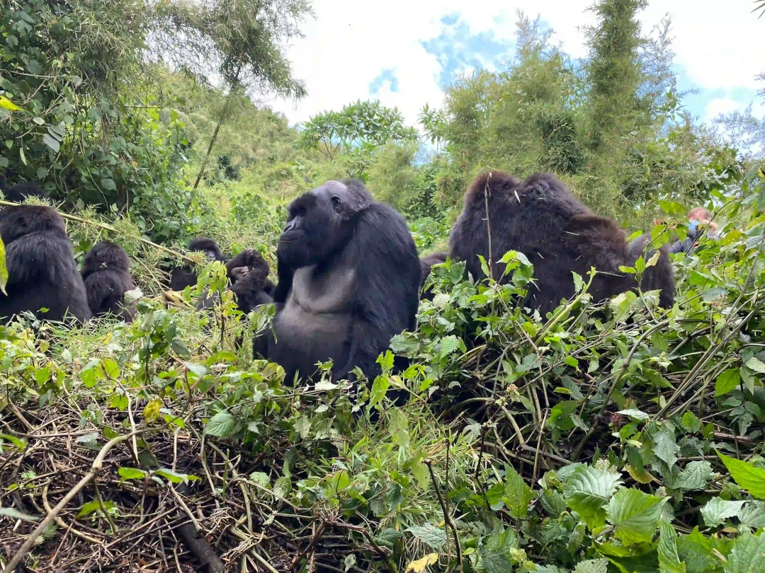 The 5 Days Western Uganda Gorilla Safari Circuit is a carefully designed adventure that takes travelers through the spectacular landscapes and world-famous wildlife destinations of western Uganda. This immersive safari combines the unforgettable experience of mountain gorilla trekking in Bwindi Impenetrable National Park with scenic exploration, cultural encounters, and the opportunity to discover the incredible biodiversity that makes western Uganda one of Africa's most rewarding safari regions. Designed for travelers seeking a complete yet time-efficient Ugandan adventure, this five-day circuit offers the perfect balance of rainforest exploration, wildlife encounters, breathtaking scenery, and authentic local experiences.