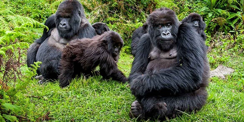 Gorilla Family Structure Explained 4 How Gorilla Families Are Habituated is a critical concept for anyone interested in mountain gorilla trekking and conservation in Uganda. Habituation is the meticulous, long-term process that allows wild gorilla families to gradually become accustomed to human presence without altering their natural behavior or threatening their well-being. Unlike regular gorilla trekking, where tourists spend a limited hour with fully habituated gorillas, habituation experiences provide a deeper insight into gorilla social life, communication, and family dynamics. Visitors observing habituation get to see gorillas interact naturally while learning how conservationists manage these encounters safely and responsibly.