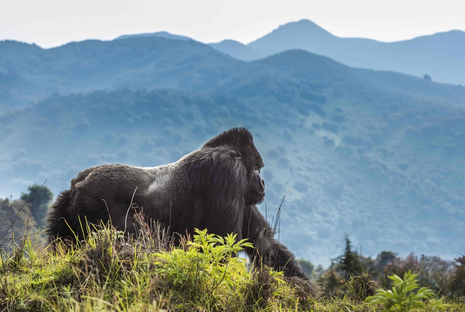volcanoes national park rwanda scaled 1
