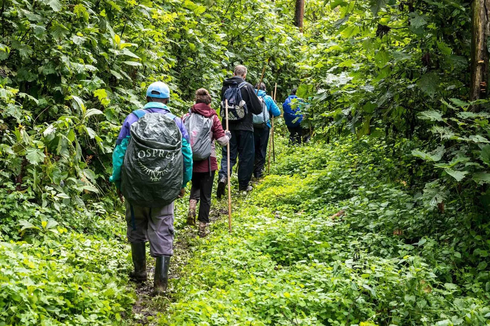 A gorilla habituation experience in Uganda is one of the most exclusive wildlife adventures in Africa, offering travelers the opportunity to spend up to four hours observing a semi-habituated mountain gorilla family alongside experienced trackers, researchers, veterinarians, and Uganda Wildlife Authority rangers. Unlike a traditional wildlife safari, this experience requires walking through dense rainforest, climbing steep slopes, crossing muddy trails, and spending extended time outdoors. For this reason, understanding the right Clothing Guide for Gorilla Habituation is essential for comfort, safety, and an enjoyable experience.