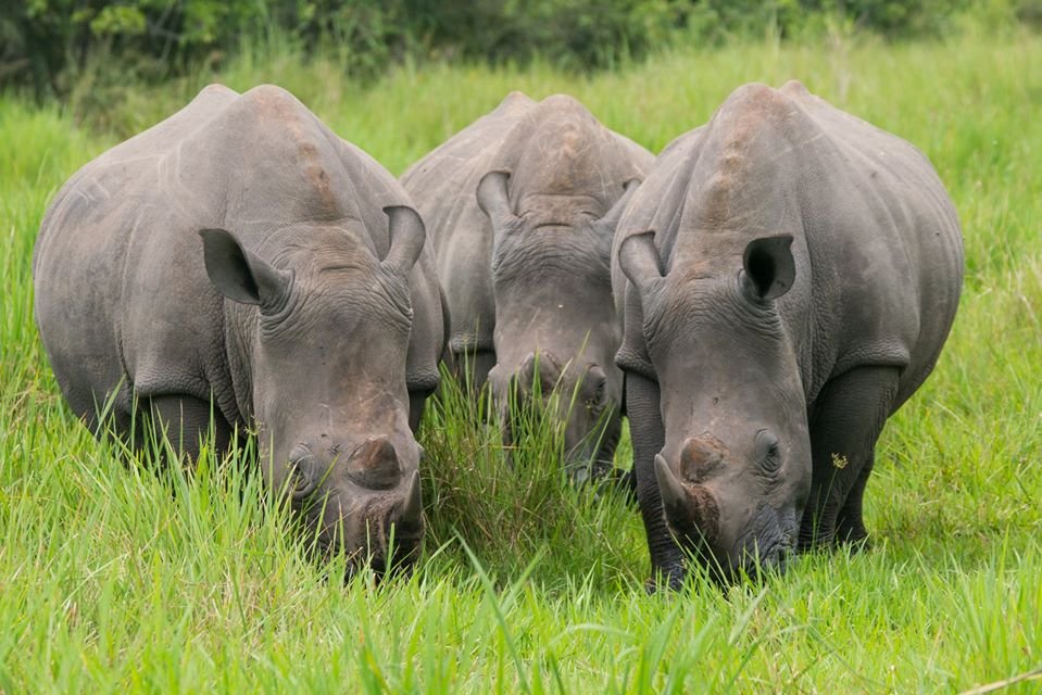 Rhino Tracking at Ziwa Rhino Sanctuary Uganda