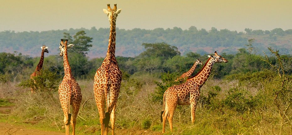 3 Day Akagera National Park Safari Rwanda