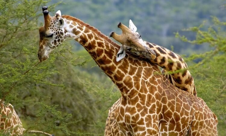 Akagera national park