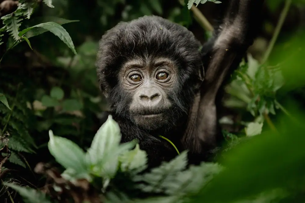 Baby Gorilla in Bwindi Impenetrable National Park Uganda