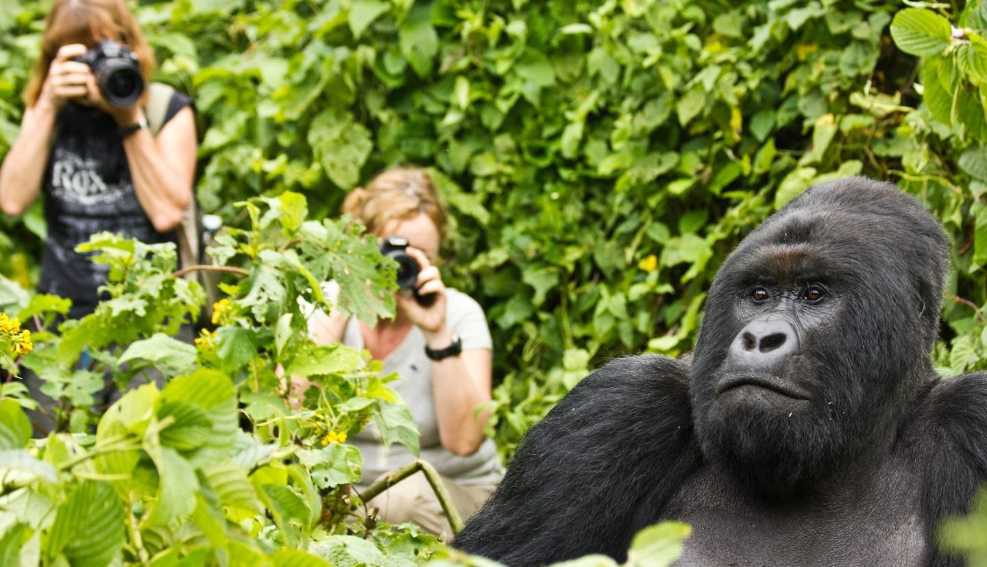 Uganda Gorilla Habituation Photography Expedition 1 Family Friendly Uganda Gorilla Safari Itinerary