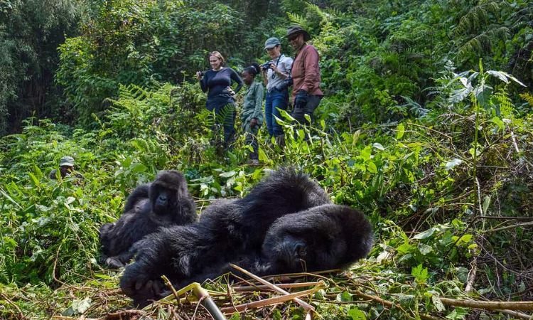Family Friendly Uganda Gorilla Safari Experience