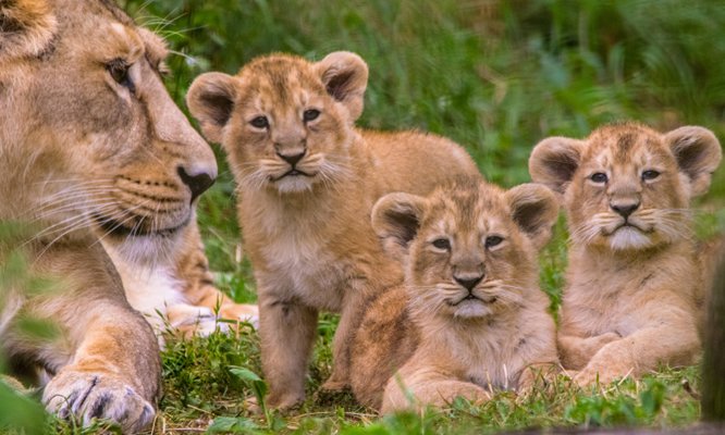 Game Viewing in Akagera National Park Rwanda