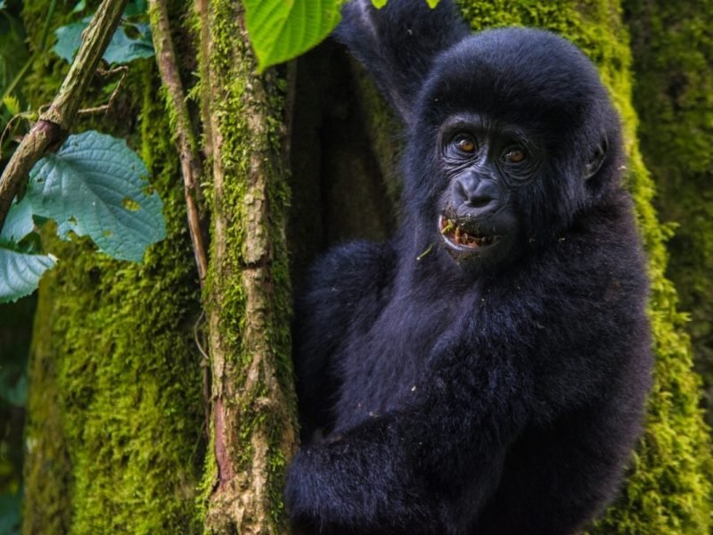Mountain Gorilla Trekking Experience in Uganda