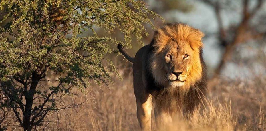 12 Days Rwanda Uganda Kenya Safari Extension 3 Where is Akagera National Park located