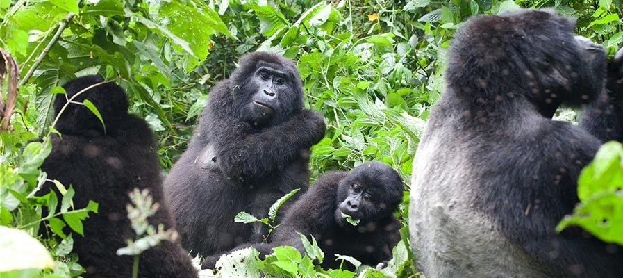 The Family-Friendly Uganda Gorilla Safari Itinerary is a specially designed family adventure that combines the excitement of mountain gorilla trekking with comfortable travel, educational experiences, wildlife encounters, and unforgettable moments shared together in the heart of Uganda. This carefully planned safari allows families to discover the wonders of Uganda's forests, wildlife parks, landscapes, and cultures while enjoying a journey that is suitable, safe, and enjoyable for different generations.