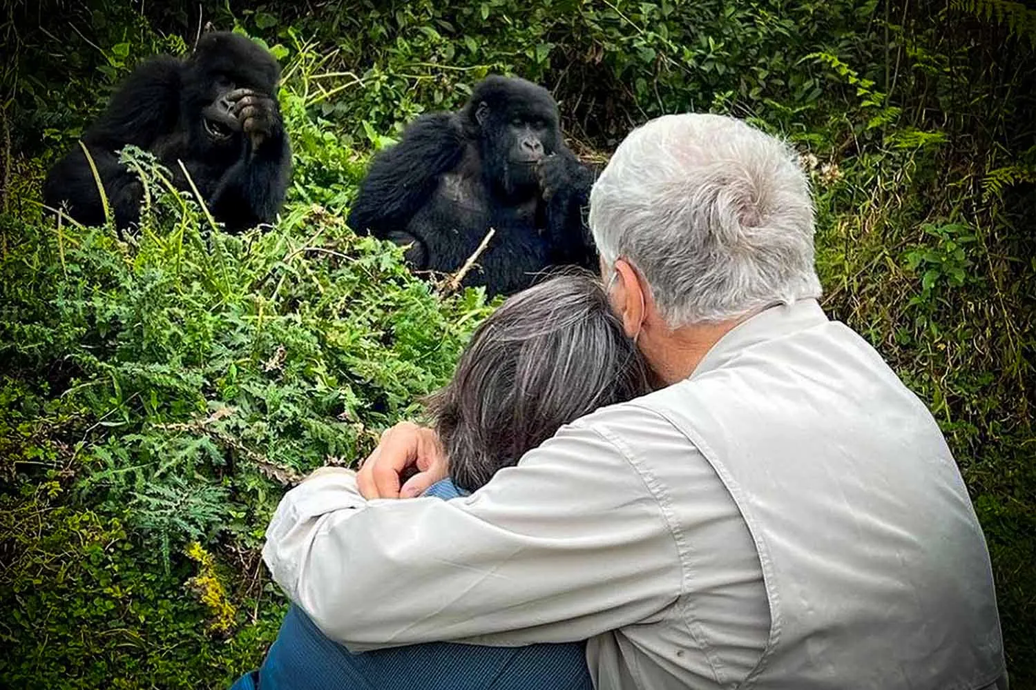 The Honeymoon Gorilla Habituation Safari Uganda is an extraordinary romantic adventure designed for couples seeking a unique honeymoon experience that combines luxury, intimacy, nature, and unforgettable wildlife encounters. This exclusive safari takes newlyweds deep into the ancient forests of Uganda's Bwindi Impenetrable National Park, where they experience the rare Gorilla Habituation Experience while enjoying romantic accommodation, private travel, and personalized service.