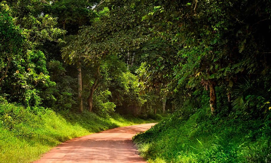 12 Days Rwanda Uganda Kenya Safari Extension 12 kibale fores road