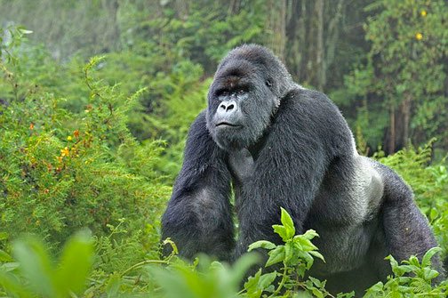 Silverback Gorilla in Uganda