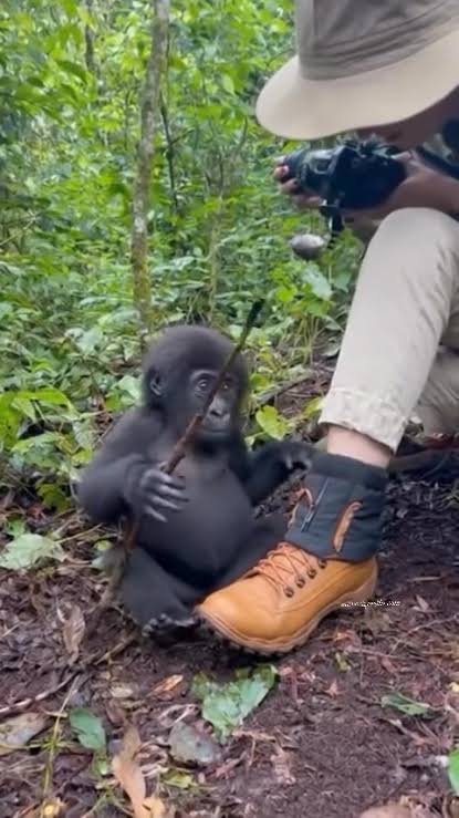 Hiking Boots for Gorilla Habituation