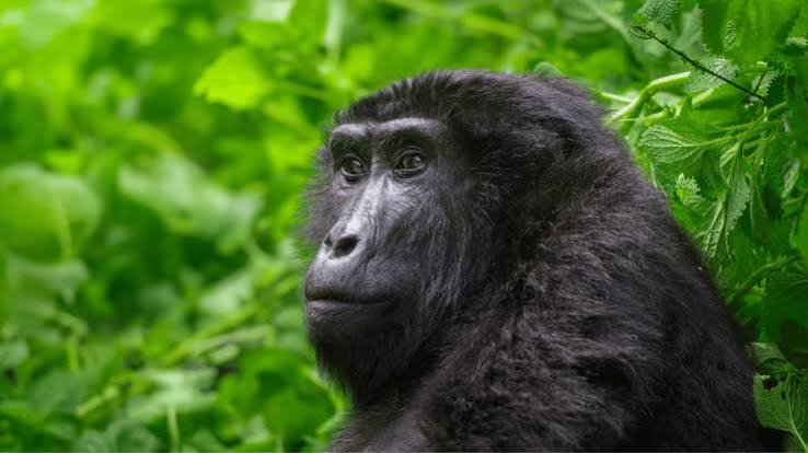 Gorilla Habituation in December in Bwindi Uganda Gorilla Habituation in December