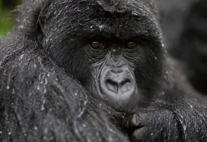 Gorilla Habituation in December in Bwindi Uganda Gorilla Habituation in December