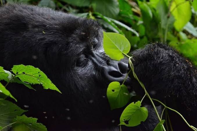 Rainy Season Gorilla Habituation and Trekking Support in Bwindi Porter for Gorilla Habituation