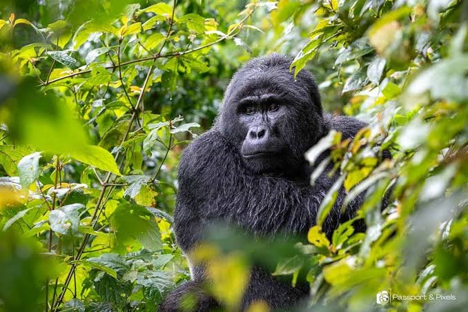 Gorilla Habituation Rainy Season