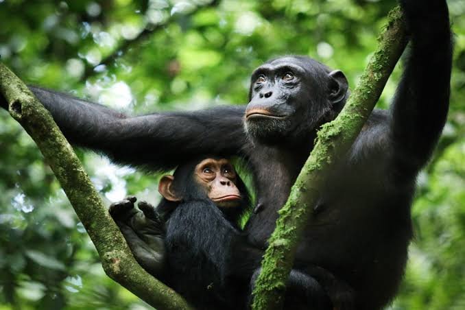 Gorilla Habituation Permit Refund