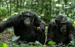 Gorilla Habituation Permit Refund
