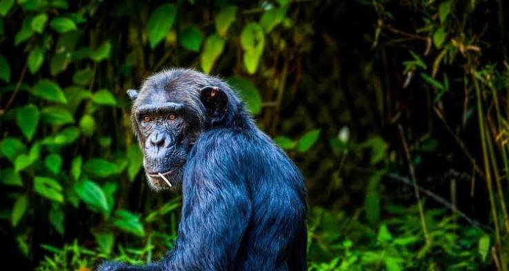 Gorilla Habituation Permit Refund