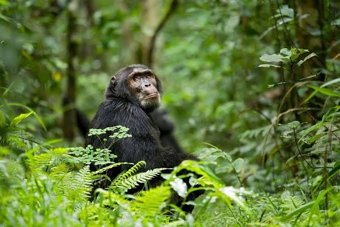 Gorilla Habituation Permit Refund guide featuring chimpanzee trekking in Kibale National Park Uganda