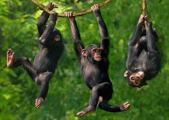 Gorilla Habituation Permit Refund guide featuring chimpanzee trekking in Kibale National Park Uganda