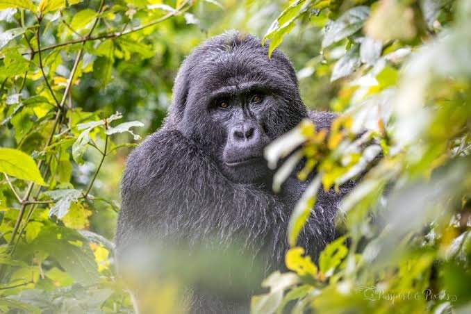 Gorilla Habituation Rainy Season