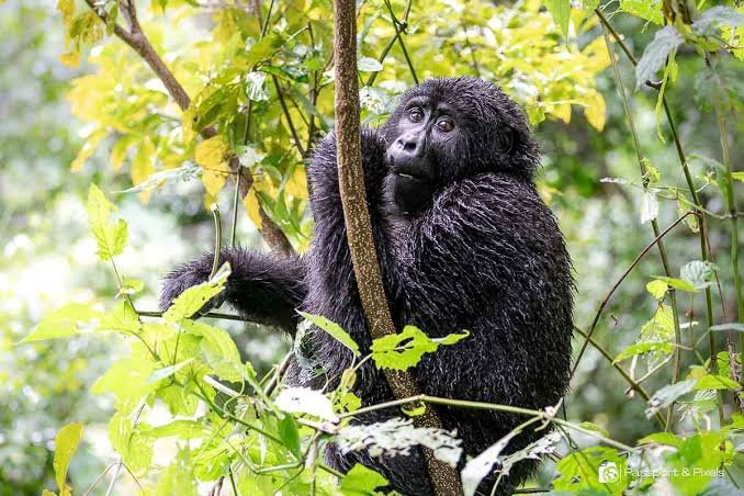 Mountain Gorilla Habituation in Bwindi Uganda Gorilla Habituation in December