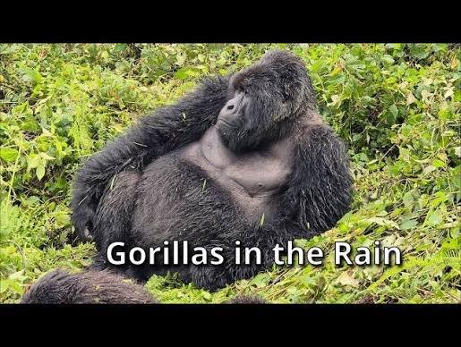 Gorilla Habituation Rainy Season