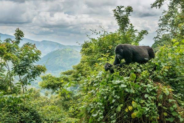 Gorilla Habituation Difficulty