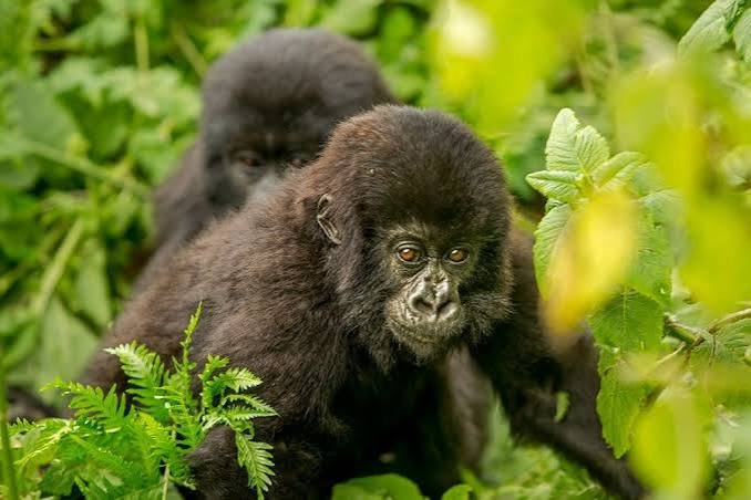 Gorilla Habituation Experience in Bwindi Impenetrable National Park Uganda