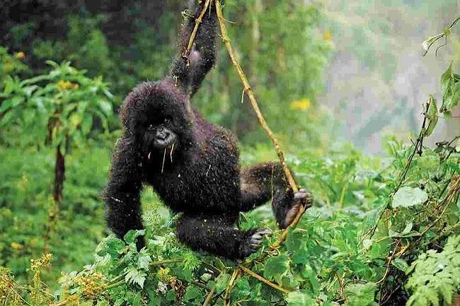 Gorilla Habituation Experience in Bwindi Impenetrable National Park Uganda