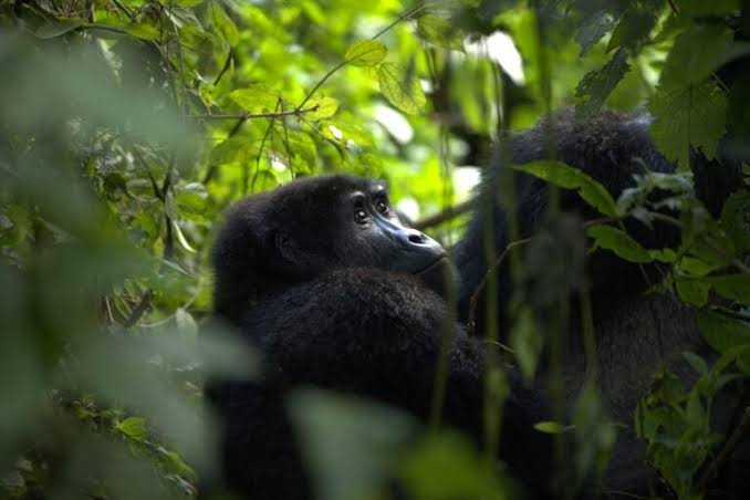 Gorilla Habituation Experience in Bwindi Impenetrable National Park Uganda