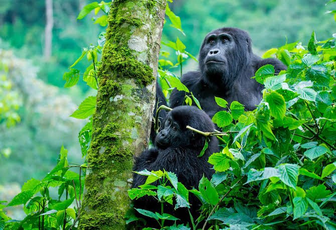 Entebbe Bwindi Gorilla Habituation